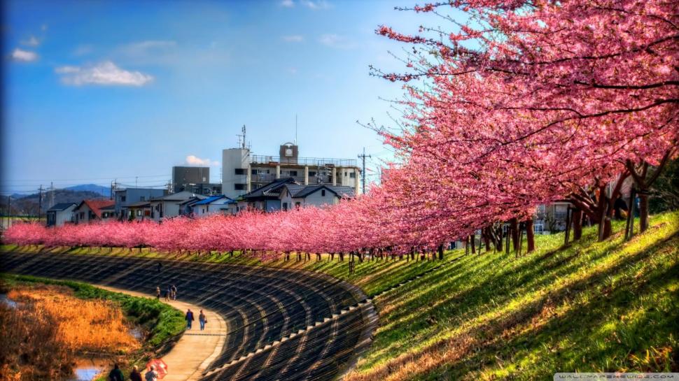 Sakura (cherry Blossom) Along The River wallpaper,cherry blossoms HD wallpaper,river HD wallpaper,bank HD wallpaper,city HD wallpaper,nature & landscapes HD wallpaper,1920x1080 wallpaper
