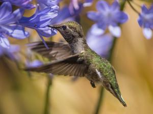 Suck honey hummingbird, hovering, blue flowers wallpaper thumb