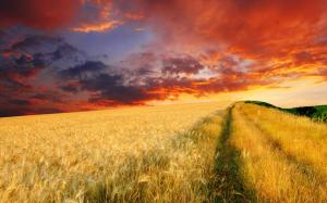 The endless wheat fields at dusk wallpaper thumb