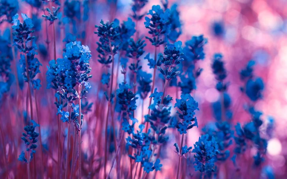 Blue lavender flowers, purple bokeh wallpaper,Blue HD wallpaper,Lavender HD wallpaper,Flowers HD wallpaper,Purple HD wallpaper,Bokeh HD wallpaper,1920x1200 wallpaper