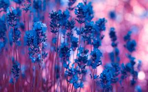 Blue lavender flowers, purple bokeh wallpaper thumb