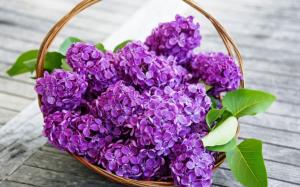 Spring Lilac Flowers Purple wallpaper thumb