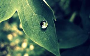 Warm Water Drop Leaf Leaves Macro HD wallpaper thumb