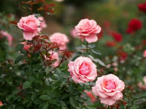 roses, flowers, petals, pink wallpaper thumb