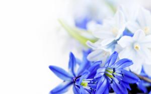 Blue White Flowers wallpaper thumb