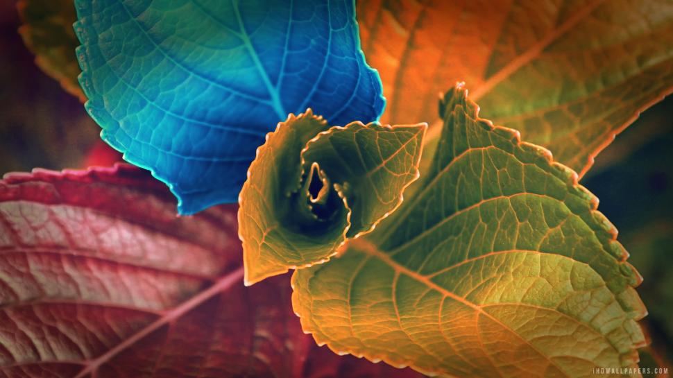 Leaves Colors wallpaper,colors HD wallpaper,leaves HD wallpaper,2560x1440 wallpaper