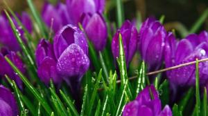 Purple flowers, tulips, dew drops wallpaper thumb