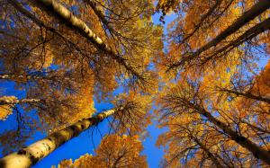 Birch, trees, trunk, yellow leaves, autumn wallpaper thumb