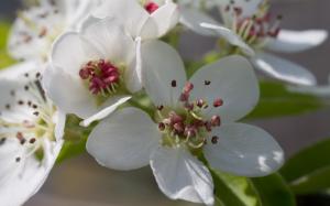 Pear blossoms wallpaper thumb