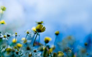 Blue background of yellow flowers wallpaper thumb