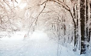 Winter nature, trees, white snow wallpaper thumb