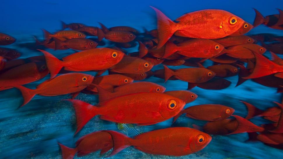 Animals Fishes Tropical Red Color Eyes Underwater Sea Ocean Water HD Widescreen wallpaper,fishes HD wallpaper,animals HD wallpaper,color HD wallpaper,eyes HD wallpaper,ocean HD wallpaper,tropical HD wallpaper,underwater HD wallpaper,water HD wallpaper,widescreen HD wallpaper,1920x1080 wallpaper