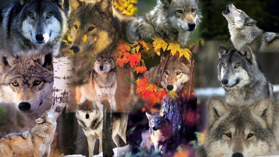 Wolves Of The Wild wallpaper,firefox persona HD wallpaper,haunting HD wallpaper,wolves HD wallpaper,wild HD wallpaper,forest HD wallpaper,collage HD wallpaper,wolf HD wallpaper,howling HD wallpaper,howl HD wallpaper,animals HD wallpaper,1920x1080 wallpaper