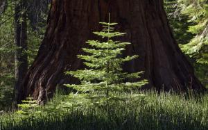 Redwood Trees HD wallpaper thumb