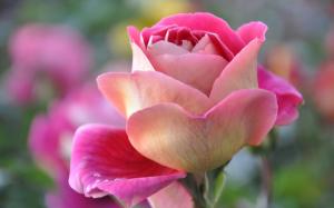 Pink rose close-up, flower, petals wallpaper thumb