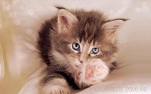 Please Don't Leave Me Cute Cat wallpaper thumb