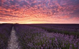 Field with lavender wallpaper thumb