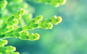 Fresh and seductive green shoots close-up wallpaper thumb