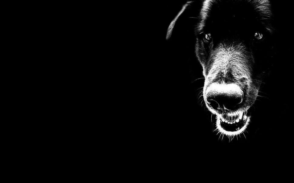 Dog Watch wallpaper,watch HD wallpaper,black and white HD wallpaper,animals HD wallpaper,1920x1200 wallpaper