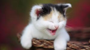 Kitten yawning basket wallpaper thumb