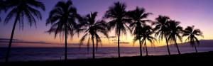 Beautiful sunset, silhouette, palm trees, Maui, Hawaii, USA wallpaper thumb