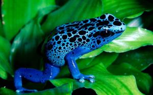 Blue Frog wallpaper thumb