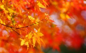Autumn, maple tree, red leaves, blurred background wallpaper thumb