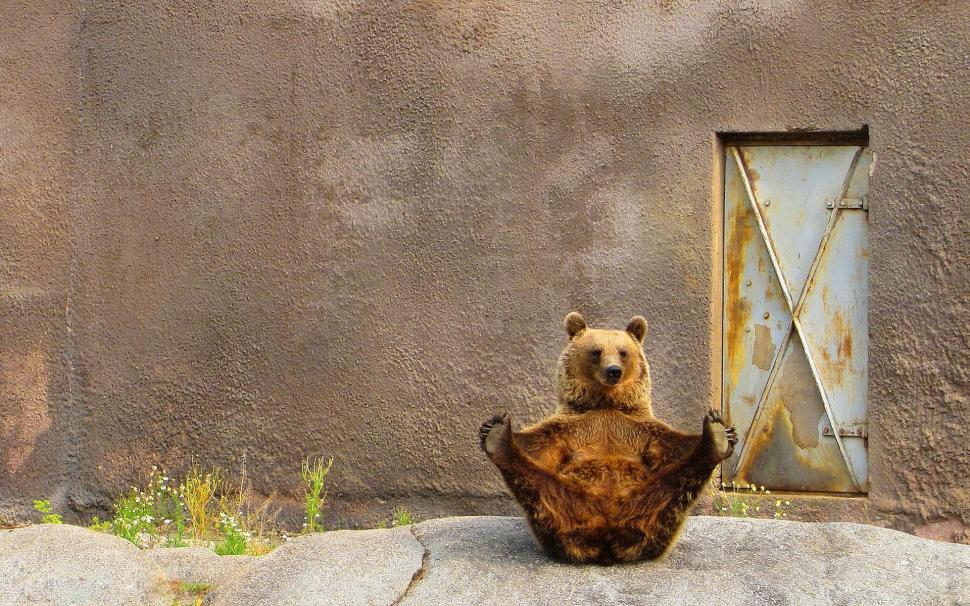 Funny bear pose wallpaper,funny HD wallpaper,bear HD wallpaper,pose HD wallpaper,animal HD wallpaper,1920x1200 wallpaper