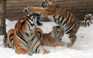 Tigers Cubs Babies Snow Winter Magazine wallpaper thumb
