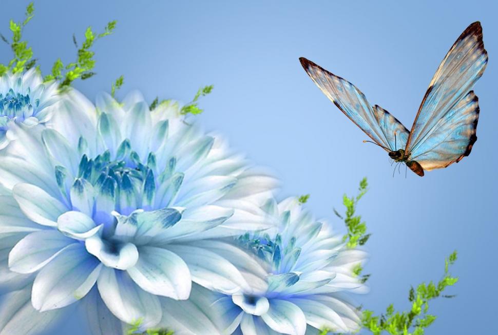 Beautiful Butterfly Nature Flower 1080p wallpaper | nature and landscape |  Wallpaper Better
