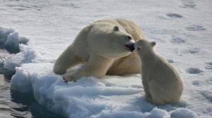 Cute, Polar Bear, Baby Polar Bear, Caring, Snow, Arctic wallpaper thumb