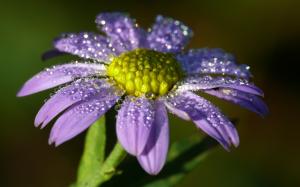 Lonely purple flower, petals, dew wallpaper thumb