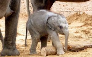 Baby elephant wallpaper thumb