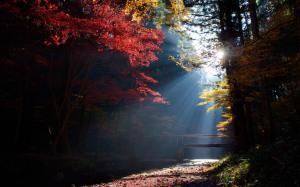 Forest, trees, bridge, sun rays, autumn wallpaper thumb