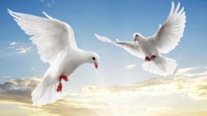 White doves soar sky wallpaper thumb