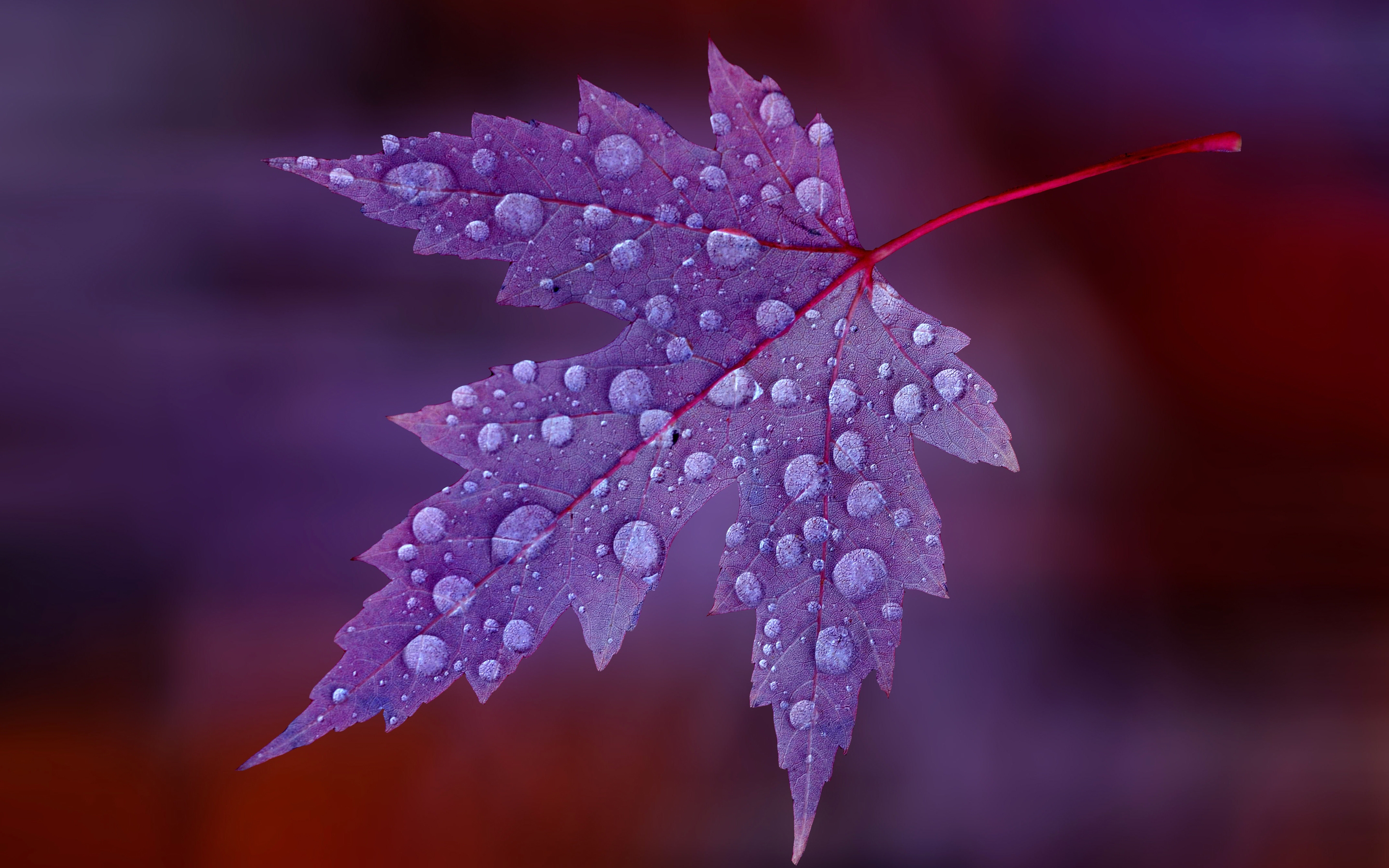 Water Drops on Purple Leaf wallpaper | nature and ...
