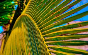 Palm Tree Leaf wallpaper thumb