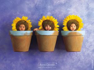 Sun Flower Babies HD wallpaper thumb