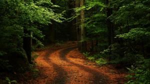 Trees, Forest, Path, Leaves wallpaper thumb