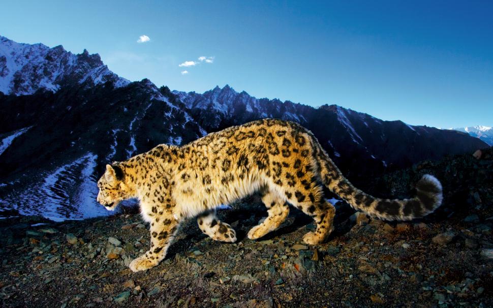 Snow Leopard Snow Leopard HD wallpaper,animals HD wallpaper,snow HD wallpaper,leopard HD wallpaper,2560x1600 wallpaper