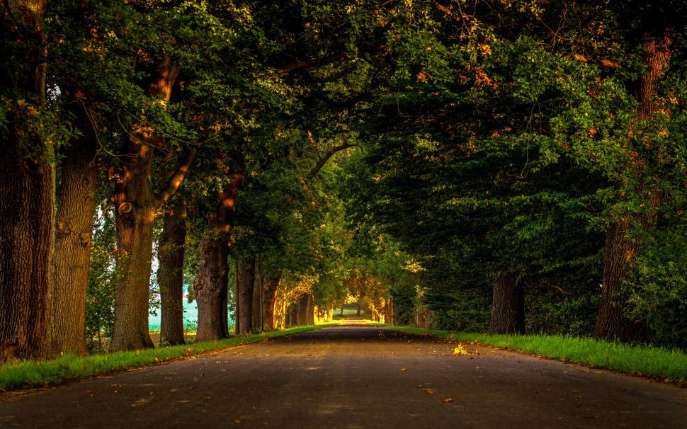 Road, nature, forest, park, trees, leaves wallpaper,Road HD wallpaper,Nature HD wallpaper,Forest HD wallpaper,Park HD wallpaper,Trees HD wallpaper,Leaves HD wallpaper,2560x1600 wallpaper