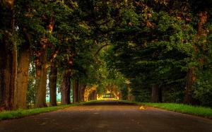 Road, nature, forest, park, trees, leaves wallpaper thumb