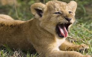 cute lion cub grass mouth teeth Tongue yawns HD wallpaper thumb