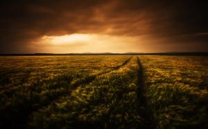 Beautiful wheat fields at evening, clouds wallpaper thumb