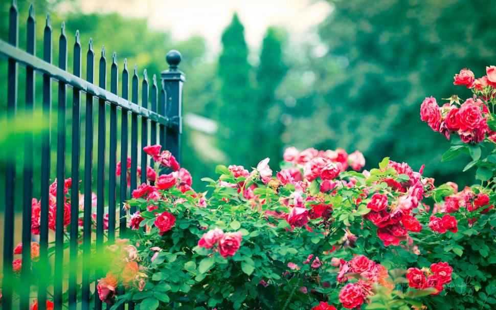 Red rose flowers, iron fence wallpaper | flowers | Wallpaper Better