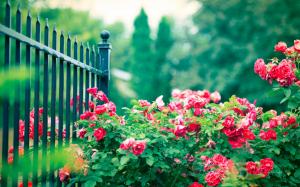 Red rose flowers, iron fence wallpaper thumb