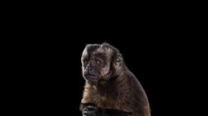 Baby Monkey, Photography, Cute, Animals wallpaper thumb