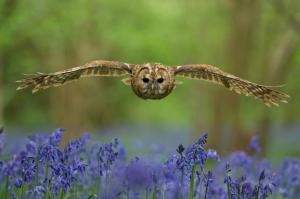 Flying owl eyes wallpaper thumb