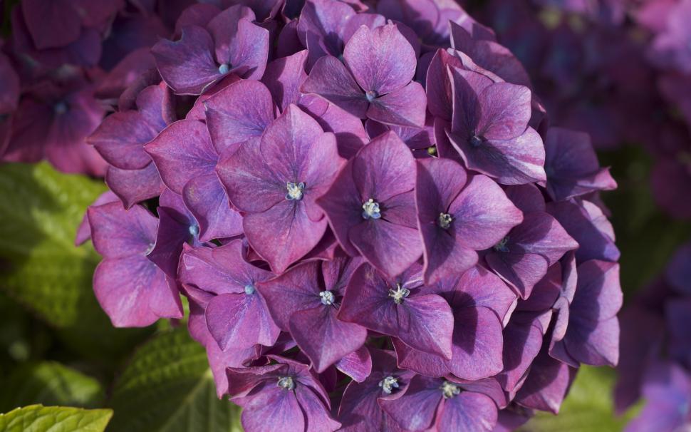 Purple hydrangea, inflorescence, flowers wallpaper,Purple HD wallpaper,Hydrangea HD wallpaper,Inflorescence HD wallpaper,Flowers HD wallpaper,2560x1600 wallpaper