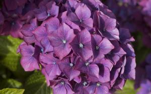 Purple hydrangea, inflorescence, flowers wallpaper thumb